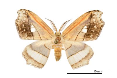 雙角窗鉤蛾 Leucoblepsis taiwanensis 雄蟲