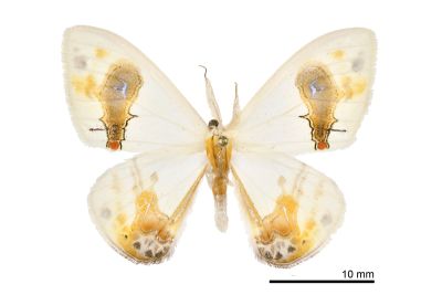 刺啞鈴帶鉤蛾 Macrocilix maia 雄蟲