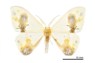 刺啞鈴帶鉤蛾 Macrocilix maia 雄蟲