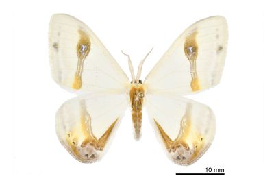 啞鈴帶鉤蛾 Macrocilix mysticata flavotincta 雄蟲
