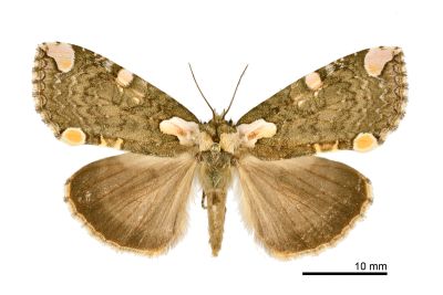 阿里山斑波紋蛾 Macrothyatira arizana arizana 雌蟲