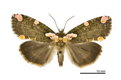 阿里山斑波紋蛾 Macrothyatira arizana arizana 雌蟲
