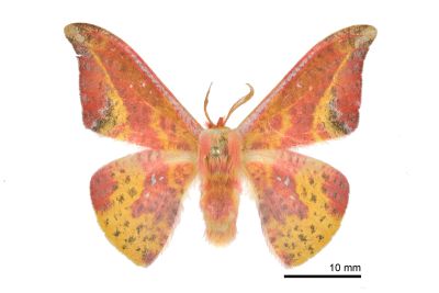 鉛斑帶鉤蛾 Oreta fuscopurpurea 雄蟲