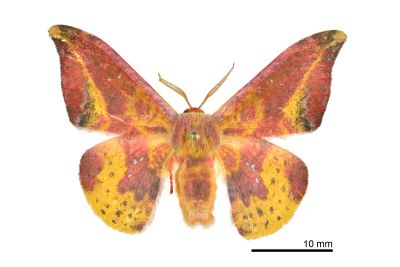 鉛斑帶鉤蛾 Oreta fuscopurpurea 雄蟲