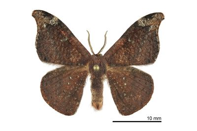 黑斜帶鉤蛾 Oreta griseotincta 雄蟲