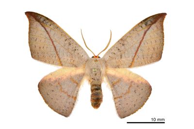 虎皮楠帶鉤蛾 Oreta insignis 雄蟲