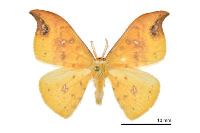 銀斑黃鉤蛾 Tridrepana unispina 雄蟲