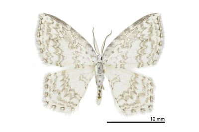 Zusidava serratilinea 雄蟲