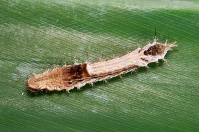 細紋黃鉤蛾 Drapetodes mitaria