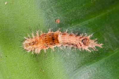 細紋黃鉤蛾 Drapetodes mitaria