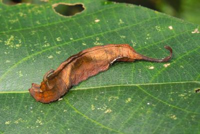 L紋帶鉤蛾 Oreta extensa