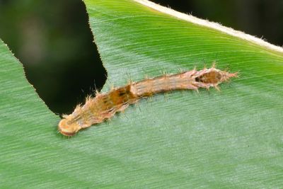 細紋黃鉤蛾 Drapetodes mitaria