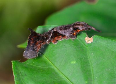Amphitorna purpureofascia
