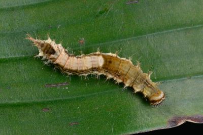細紋黃鉤蛾 Drapetodes mitaria