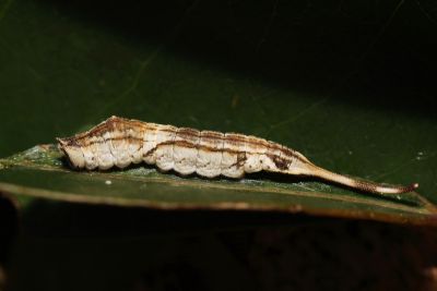 虎皮楠帶鉤蛾 Oreta insignis