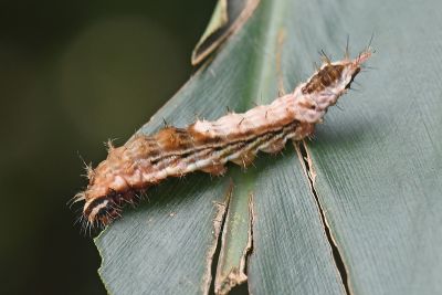 細紋黃鉤蛾 Drapetodes mitaria