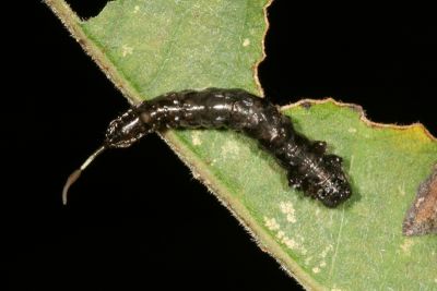 五倍樹麗鉤蛾 Callidrepana patrana