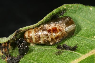 五倍樹麗鉤蛾 Callidrepana patrana