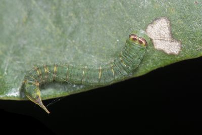 燕鉤蛾 Ditrigona triangularia