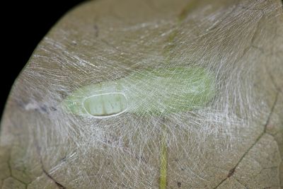 燕鉤蛾 Ditrigona triangularia