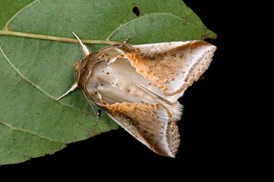 印華波紋蛾 Habrosyne indica formosana 雄蟲