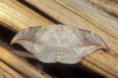 一點鉤蛾 Drepana pallida nigromaculata 雄蟲