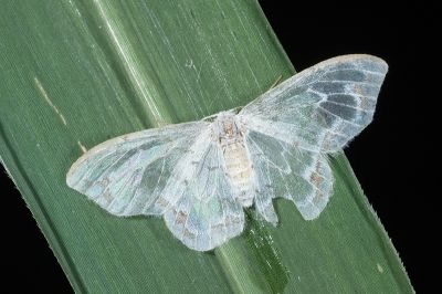 阿里山銀鉤蛾 Auzatellodes arizana 雌蟲