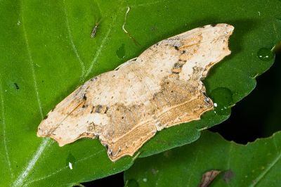 擬凹角鉤蛾 Phalacra kagiensis 雄蟲