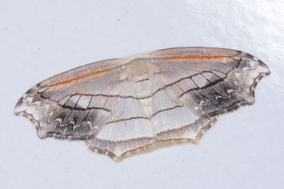 雙角窗鉤蛾 Leucoblepsis taiwanensis 雄蟲