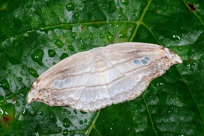 單角窗鉤蛾 Leucoblepsis fenestraria 雄蟲