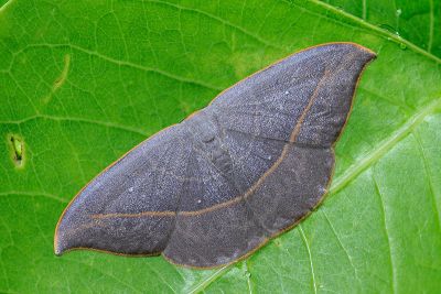 灰褐鉤蛾 Microblepsis violacea 雄蟲