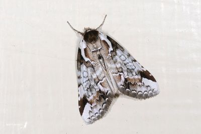 臺美波紋蛾 Psidopala pennata 雄蟲