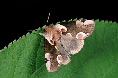 大斑波紋蛾 Thyatira batis formosicola 雄蟲
