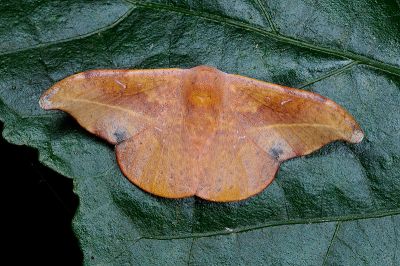 L紋帶鉤蛾 Oreta extensa 雄蟲