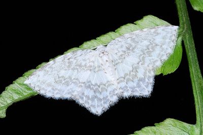 波帶白鉤蛾 Leucodrepana serratilinea 雄蟲