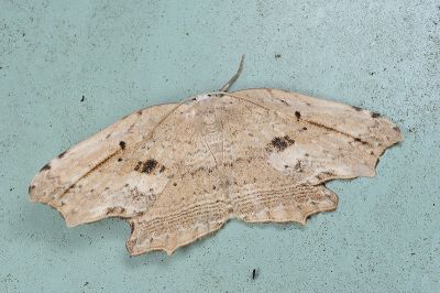 凹角鉤蛾 Phalacra strigata insulicola 雄蟲