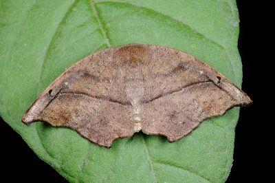 Amphitorna purpureofascia 雄蟲