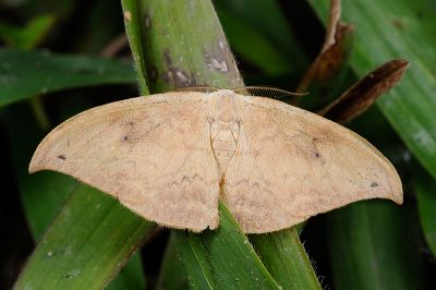 枯葉紋鉤蛾 Strepsigonia diluta takamukui 雄蟲