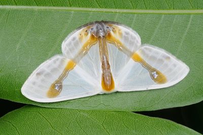 啞鈴帶鉤蛾 Macrocilix mysticata flavotincta 雄蟲