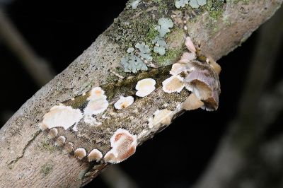 連珠波紋蛾 Horithyatira decorata takamukui 雄蟲