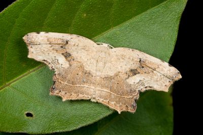 擬凹角鉤蛾 Phalacra kagiensis 雄蟲