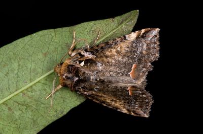 白華波紋蛾 Habrosyne albipuncta albipuncta 雄蟲