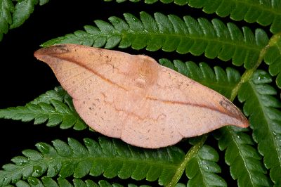 虎皮楠帶鉤蛾 Oreta insignis 雄蟲