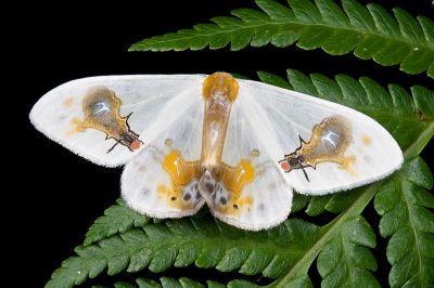 刺啞鈴帶鉤蛾 Macrocilix maia 雄蟲