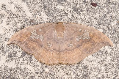 亂斑鉤蛾 Agnidra scabiosa fixseni 雄蟲