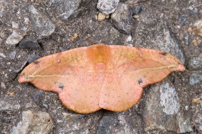 L紋帶鉤蛾 Oreta extensa 雄蟲