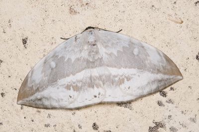 圓翅大鉤蛾 Cyclidia substigmaria substigmaria 雄蟲