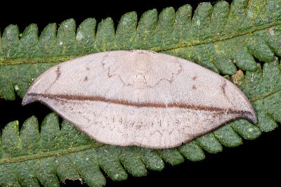 棕線鉤蛾 Albara reversaria opalescens 雄蟲
