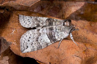 帶波紋蛾 Takapsestis wilemaniella wilemaniella 雄蟲