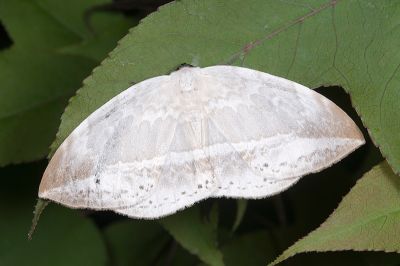 圓翅大鉤蛾 Cyclidia substigmaria substigmaria 雌蟲
